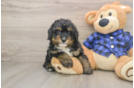 Small Mini Bernedoodle Baby