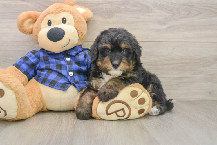 Best Mini Bernedoodle Baby