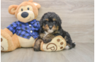 Best Mini Bernedoodle Baby