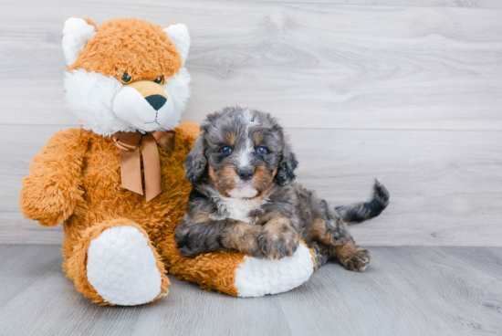 Mini Bernedoodle Puppy for Adoption