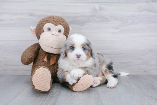 Little Bernadoodle Poodle Mix Puppy