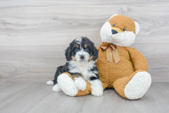 Petite Mini Bernedoodle Poodle Mix Pup