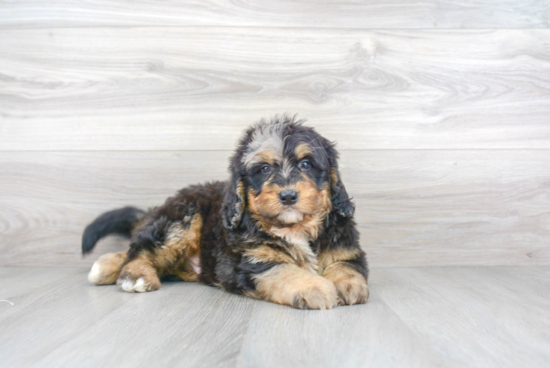 Mini Bernedoodle Puppy for Adoption