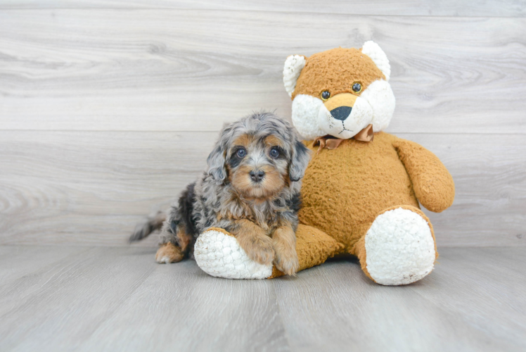 Popular Mini Bernedoodle Poodle Mix Pup