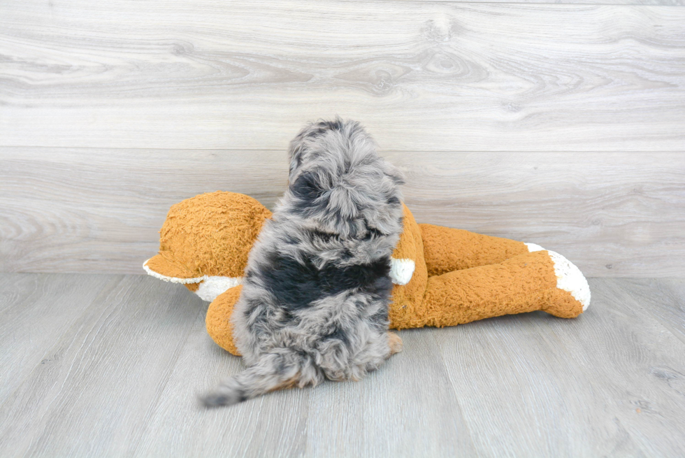 Little Bernadoodle Poodle Mix Puppy