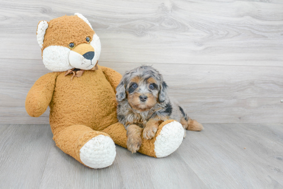 Mini Bernedoodle Pup Being Cute