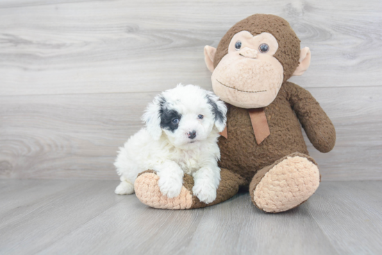 Happy Mini Bernedoodle Baby