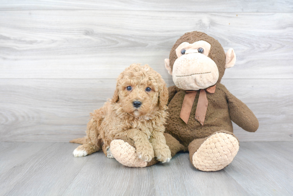 Happy Mini Bernedoodle Baby