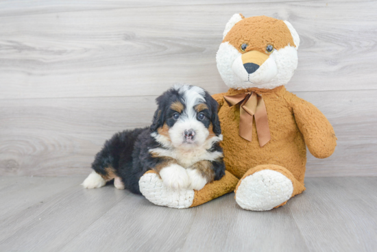 Friendly Mini Bernedoodle Baby