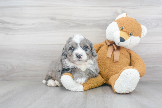 Best Mini Bernedoodle Baby