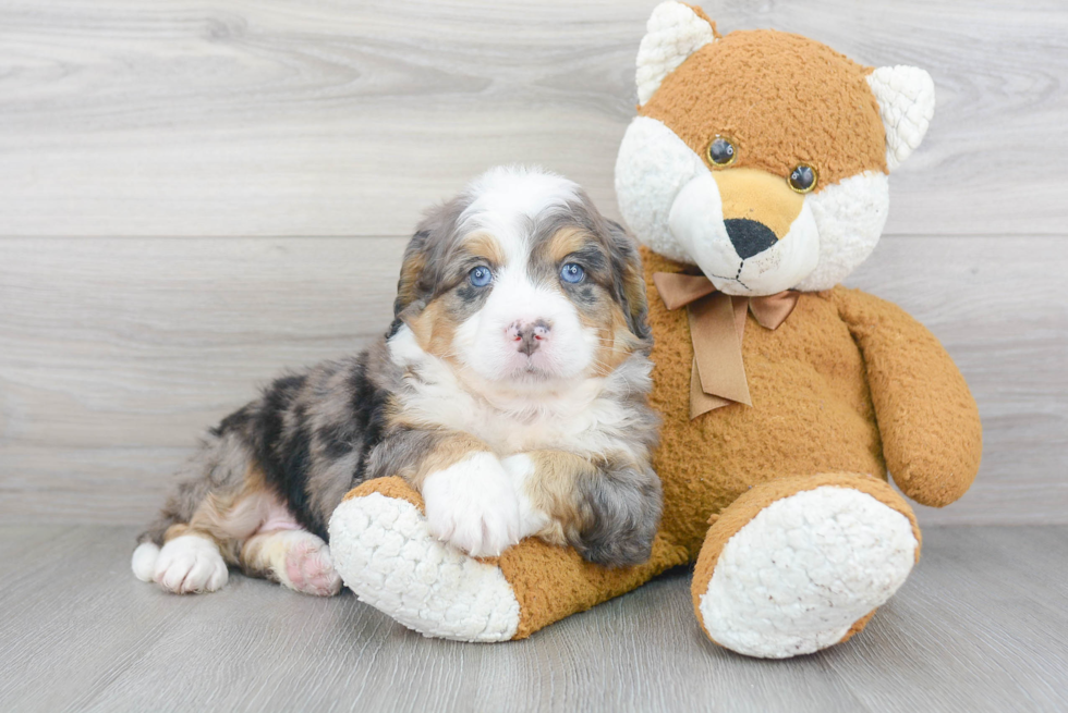 Mini Bernedoodle Pup Being Cute