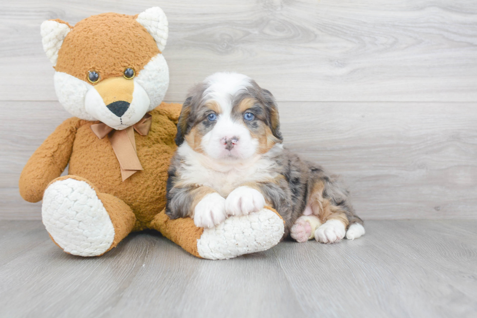 Smart Mini Bernedoodle Poodle Mix Pup