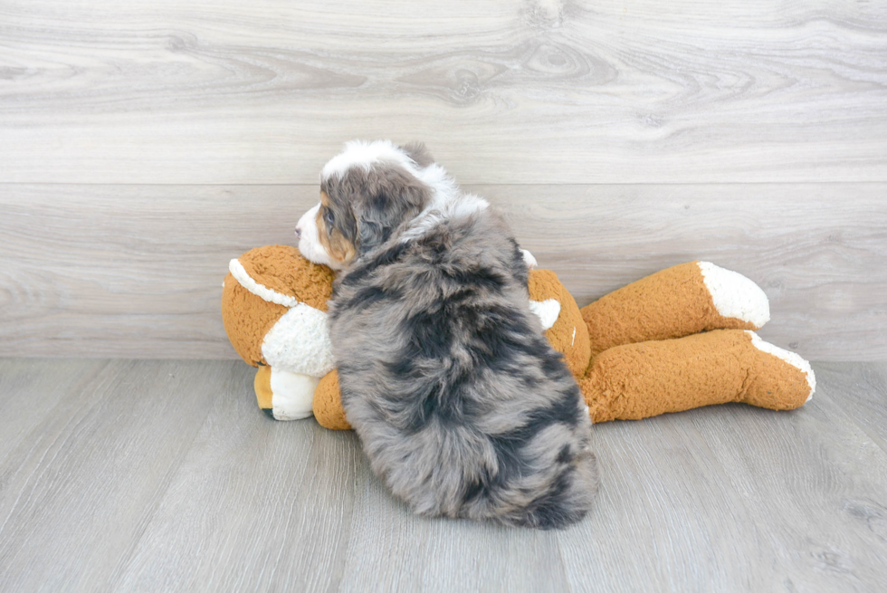 Funny Mini Bernedoodle Poodle Mix Pup