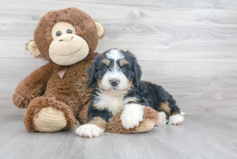 Funny Mini Bernedoodle Poodle Mix Pup