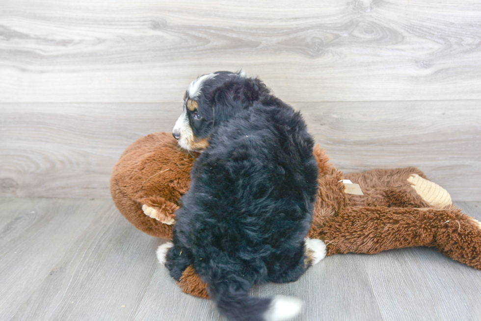 Best Mini Bernedoodle Baby