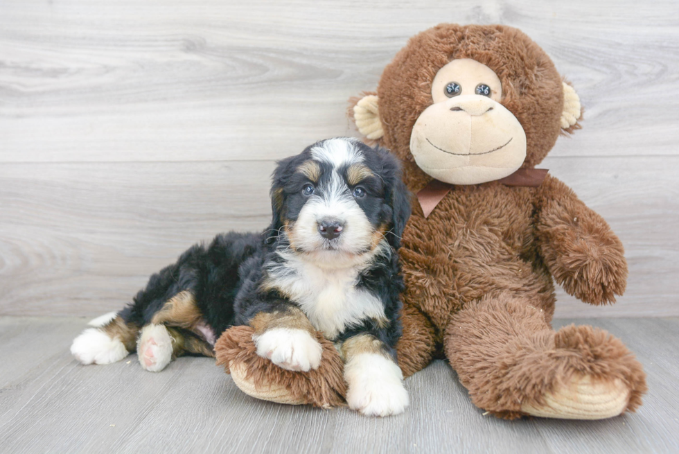 Cute Mini Bernedoodle Baby