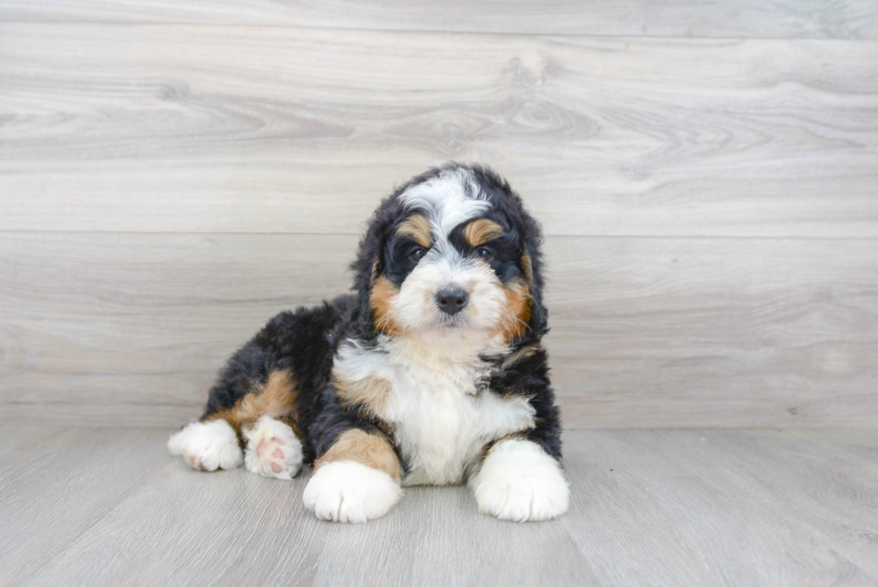 Small Mini Bernedoodle Baby