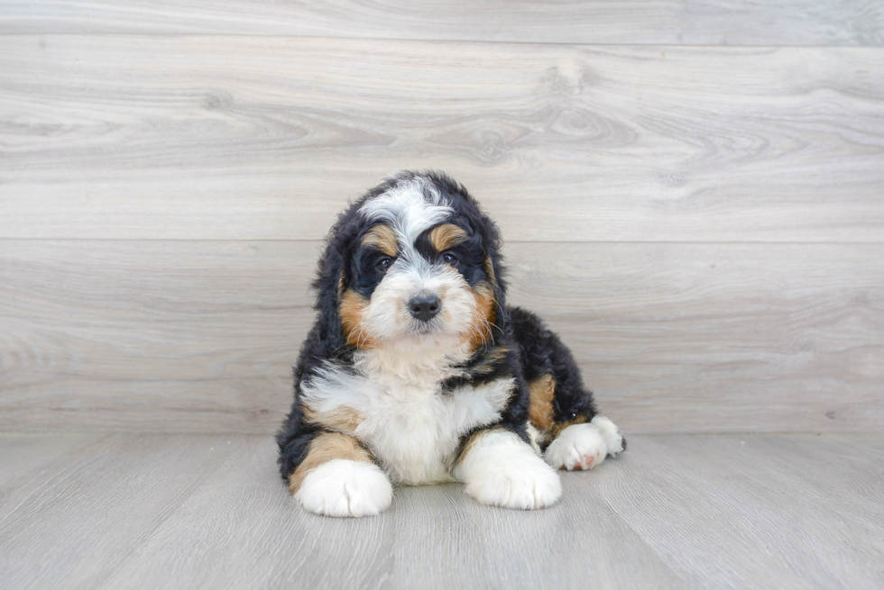 Best Mini Bernedoodle Baby