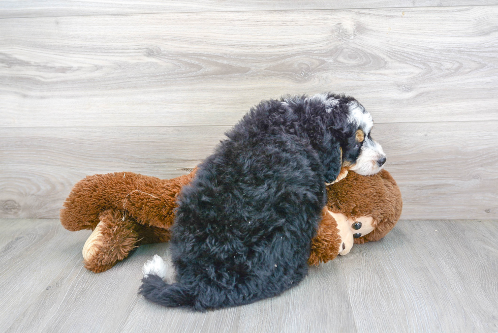 Mini Bernedoodle Pup Being Cute