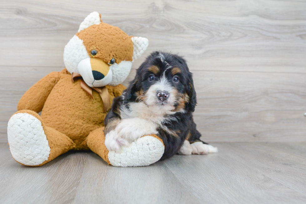 Happy Mini Bernedoodle Baby