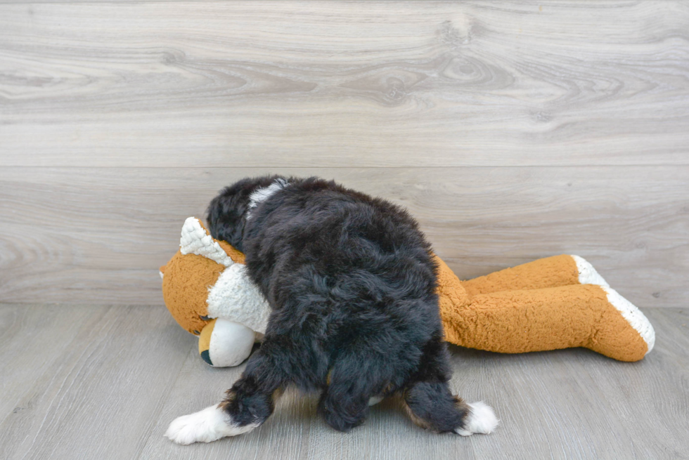 Mini Bernedoodle Puppy for Adoption