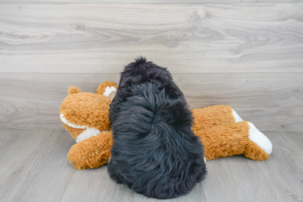 Best Mini Bernedoodle Baby