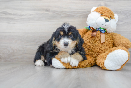 Fluffy Mini Bernedoodle Poodle Mix Pup