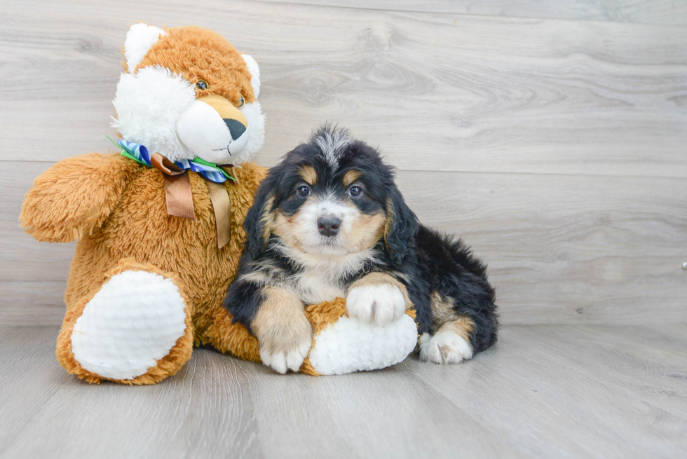 Smart Mini Bernedoodle Poodle Mix Pup