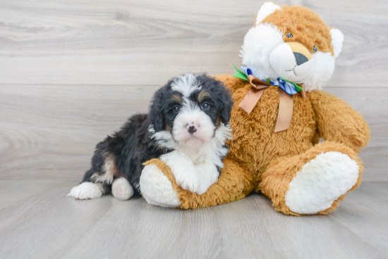 Small Mini Bernedoodle Baby