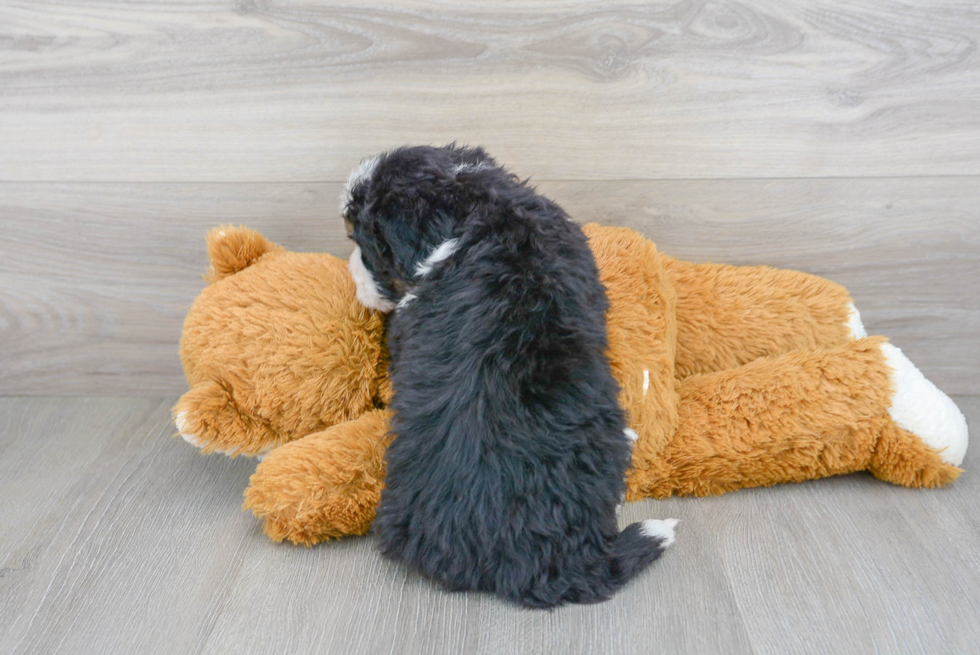 Mini Bernedoodle Pup Being Cute