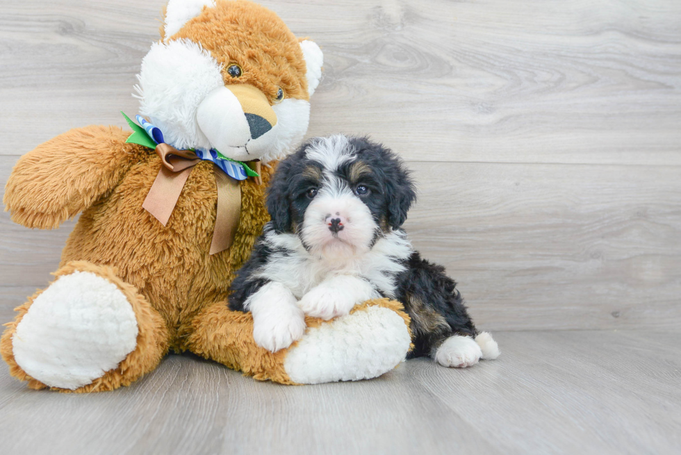 Mini Bernedoodle Puppy for Adoption