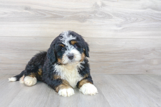 Small Mini Bernedoodle Baby