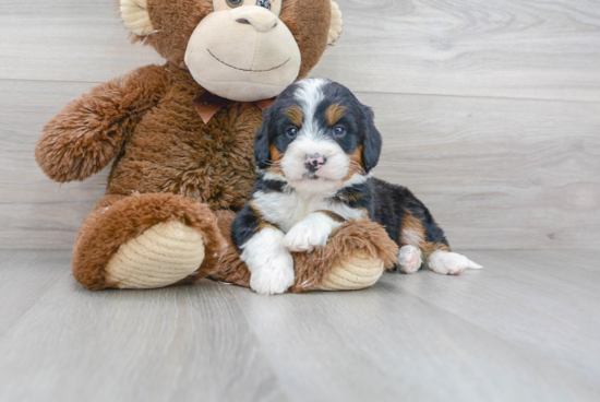 Hypoallergenic Bernadoodle Poodle Mix Puppy