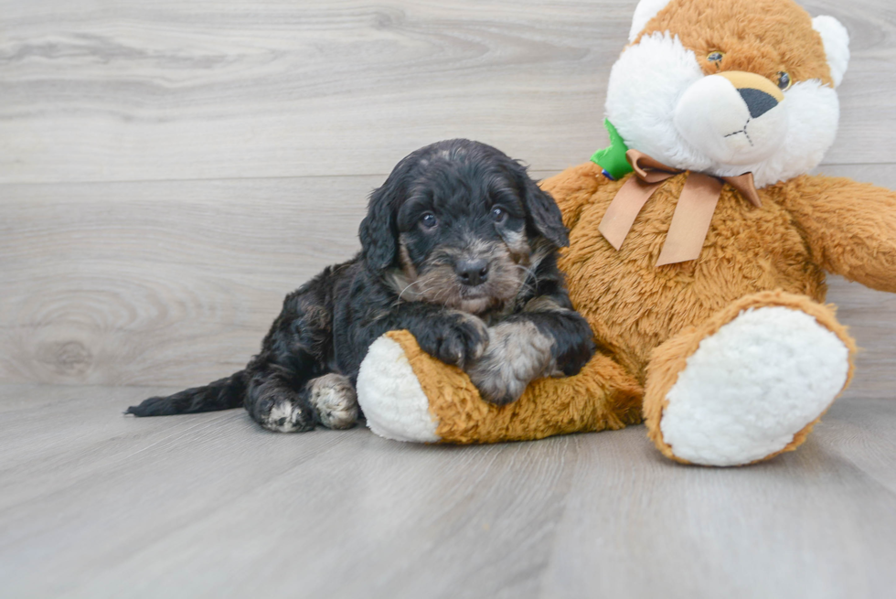 Fluffy Mini Bernedoodle Poodle Mix Pup