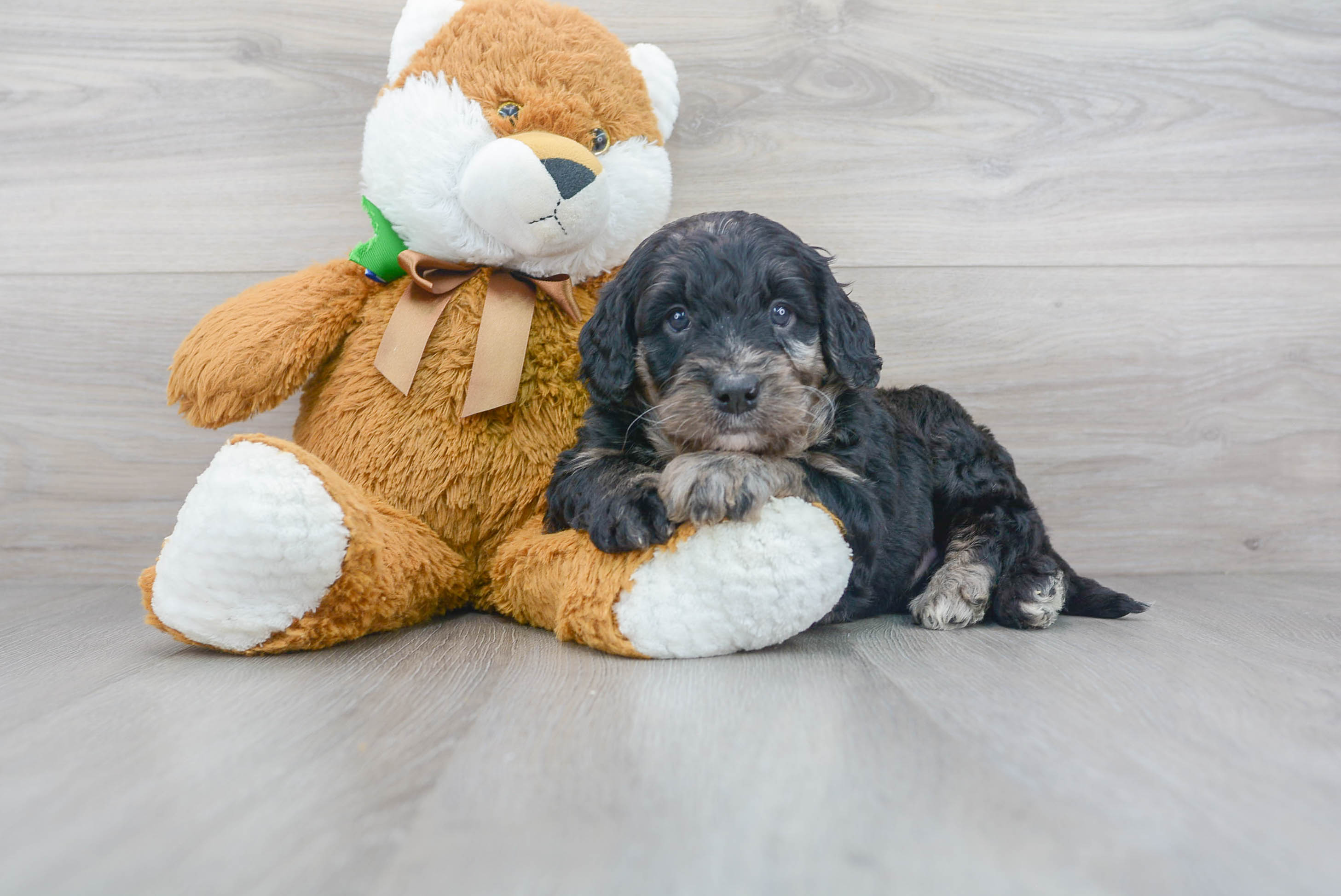 Mini Bernedoodle Puppy for Adoption