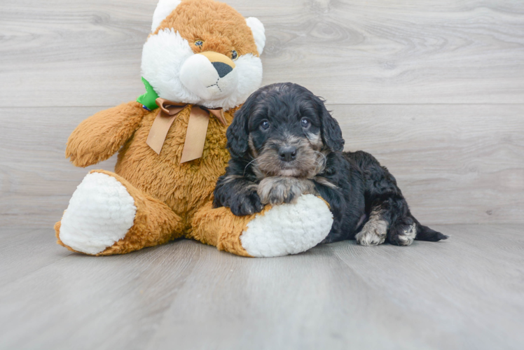 Mini Bernedoodle Puppy for Adoption