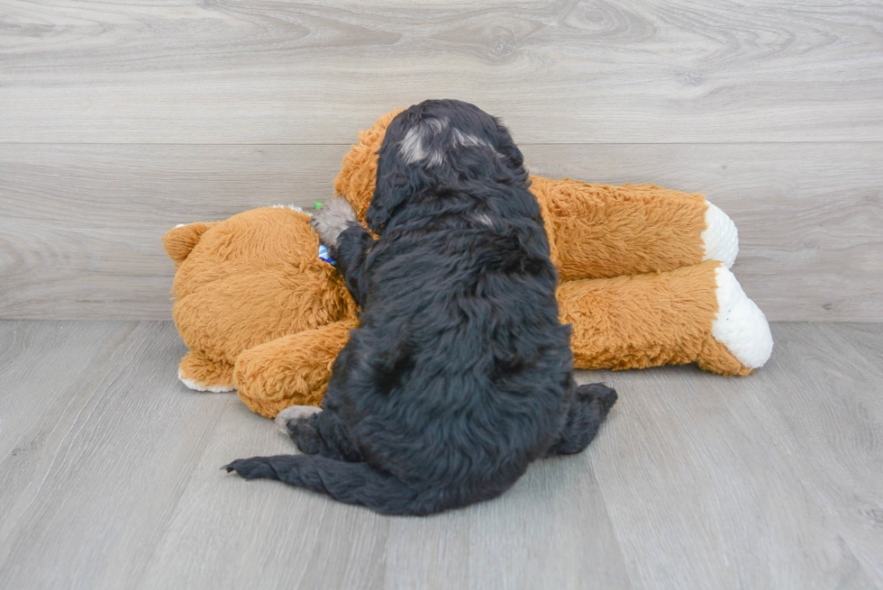 Happy Mini Bernedoodle Baby