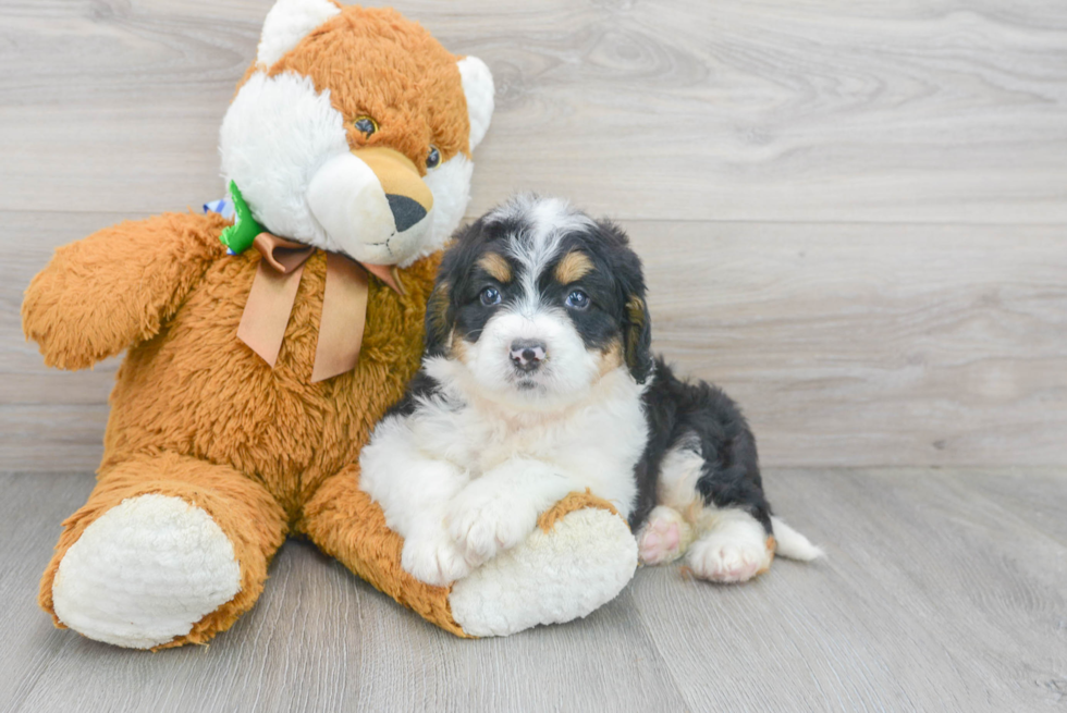 Mini Bernedoodle Pup Being Cute