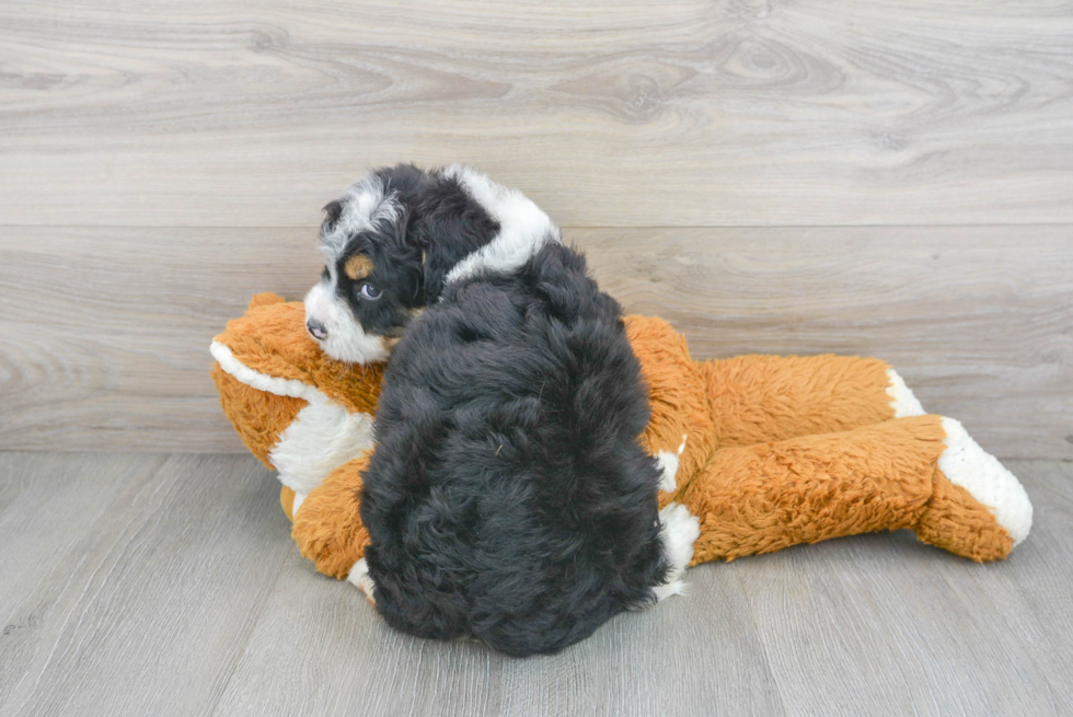 Mini Bernedoodle Puppy for Adoption