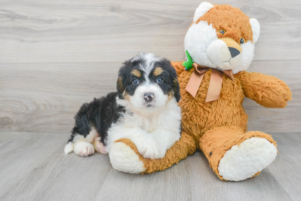 Sweet Mini Bernedoodle Baby