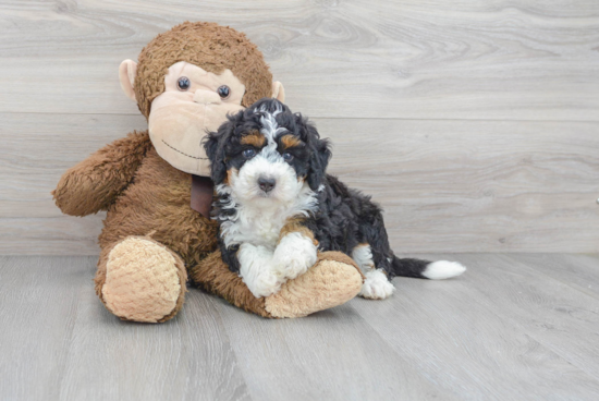 Best Mini Bernedoodle Baby