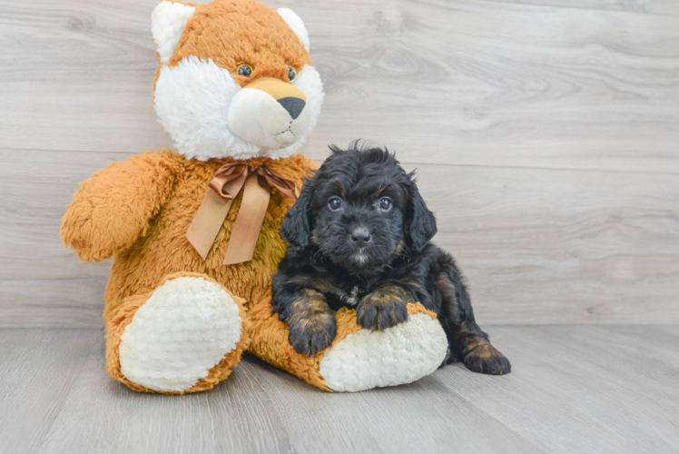 Friendly Mini Bernedoodle Baby