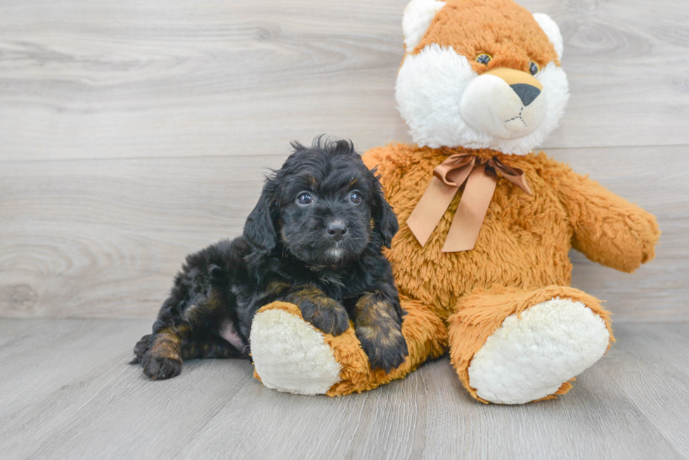 Petite Mini Bernedoodle Poodle Mix Pup