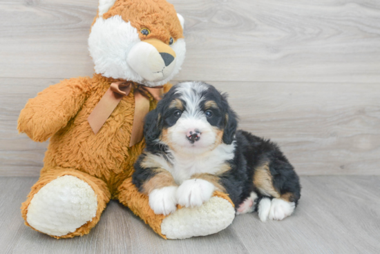 Mini Bernedoodle Puppy for Adoption