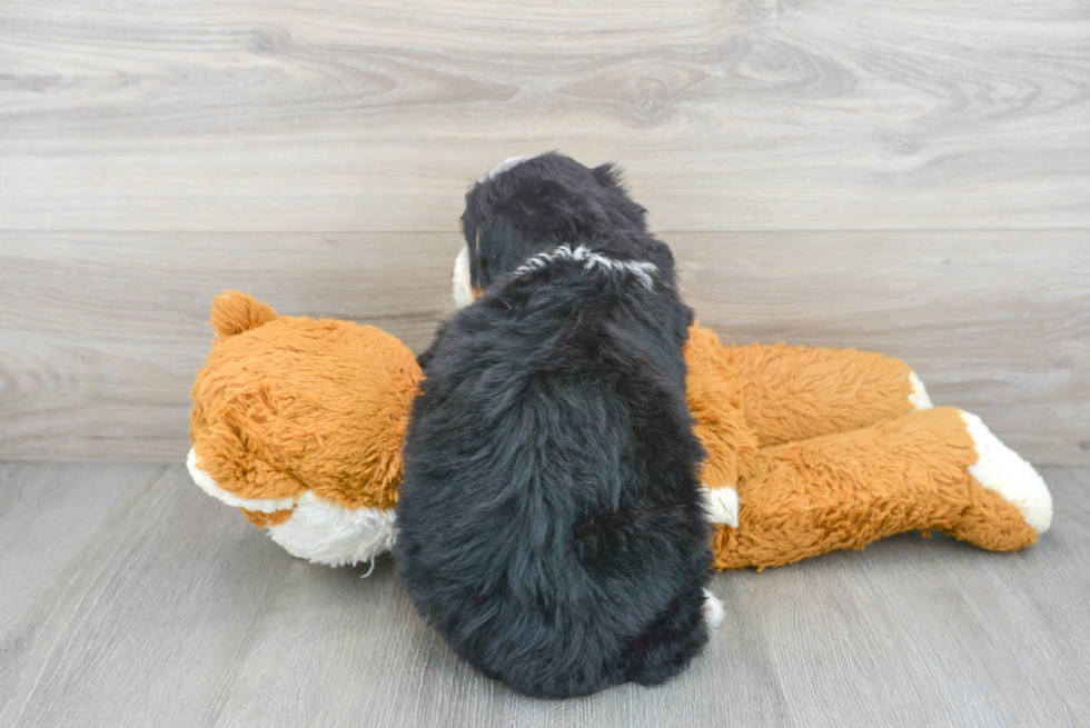 Fluffy Mini Bernedoodle Poodle Mix Pup