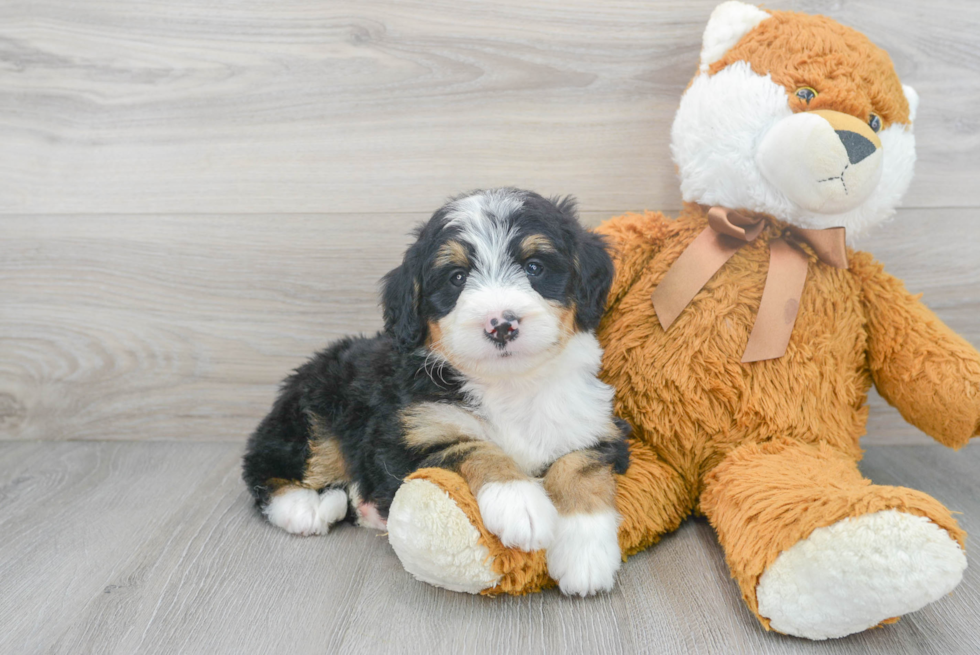 Best Mini Bernedoodle Baby