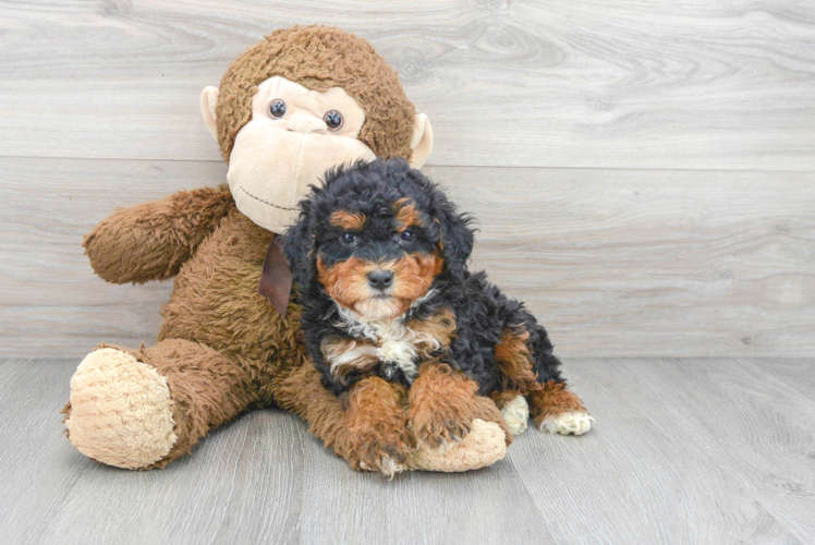 Adorable Mini Berniedoodle Poodle Mix Puppy