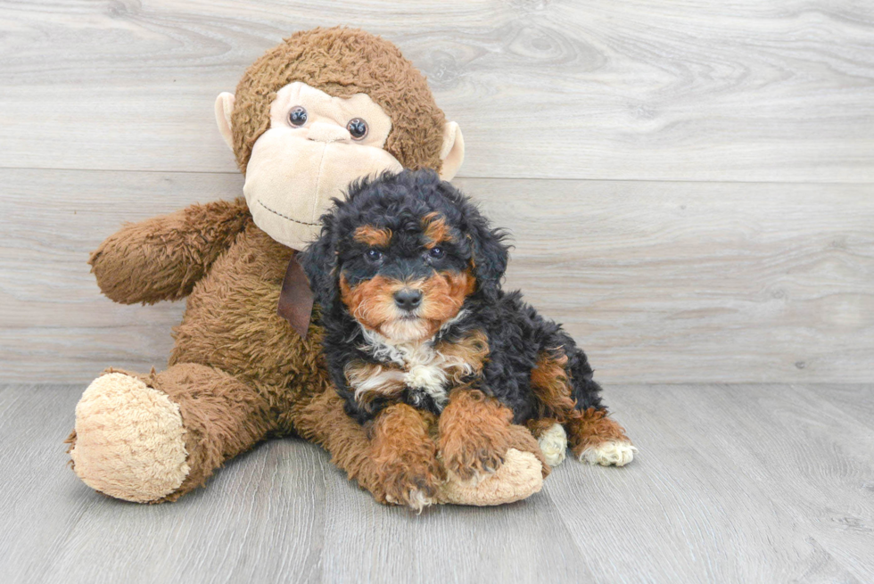 Adorable Mini Berniedoodle Poodle Mix Puppy