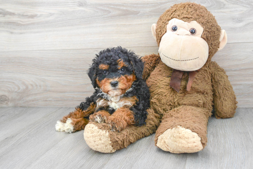 Mini Bernedoodle Puppy for Adoption