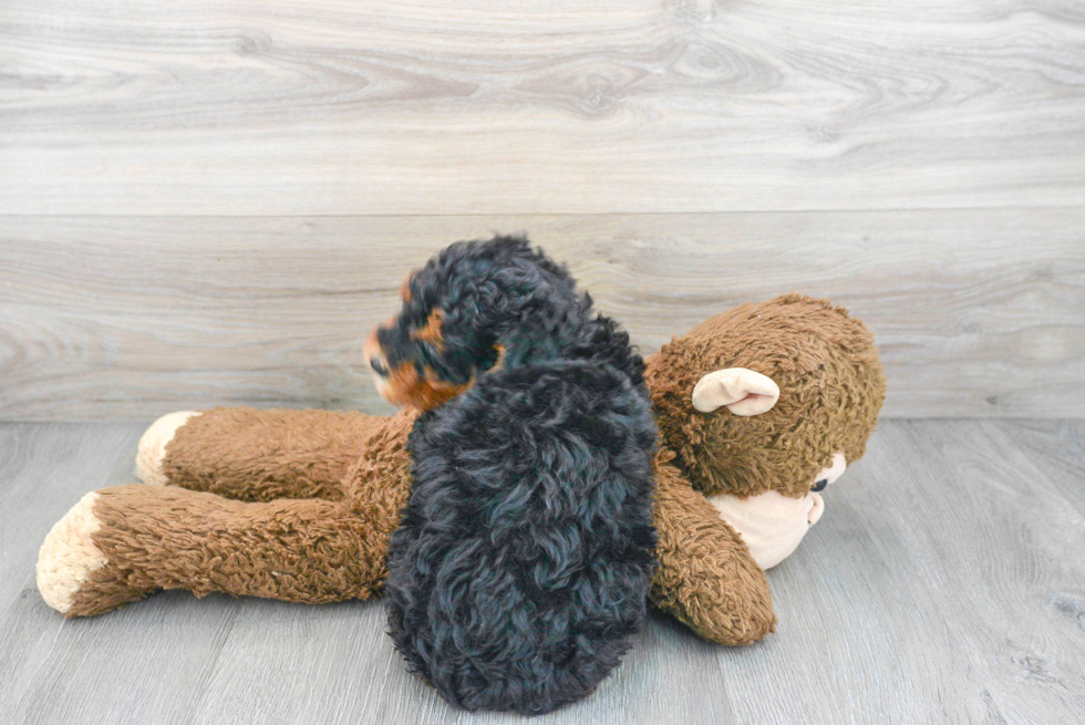 Sweet Mini Bernedoodle Baby